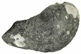 Fossil Whale Ear Bone - Miocene #177803-1